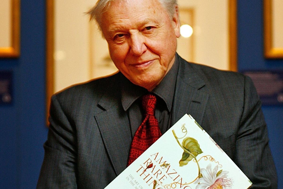 David Attenborough urges gardeners to do simple DIY fix to look after hedgehogs