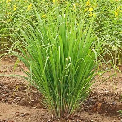 Health Benefits of Lemongrass Which You Did Not Know