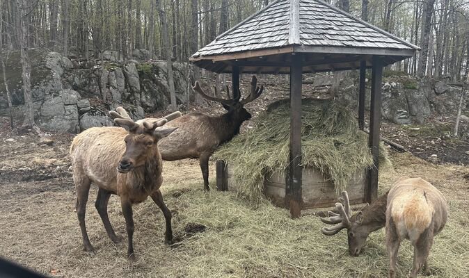 Beautiful city where wolves and bison roam free just an hour away