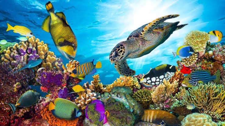 Tanzania leads regional ocean conservation drive