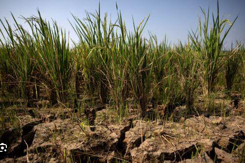 Pakistan on frontlines of climate chaos despite minimal emissions: UN chief