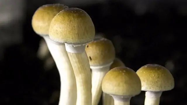 Microdosing LSD can improve your brain function – if you’re a woman