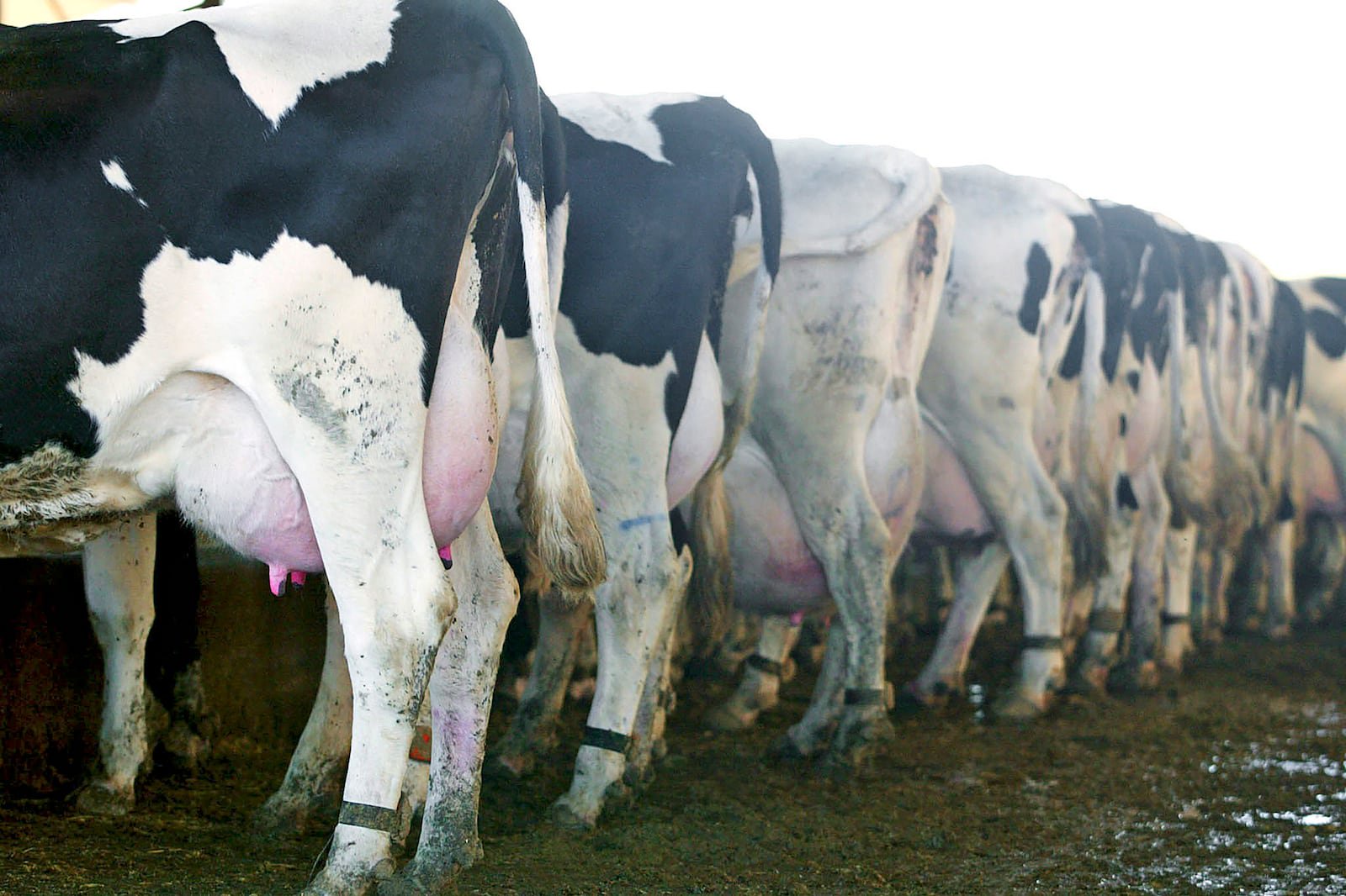 40 cattle worth R600,000 stolen from Limpopo plot