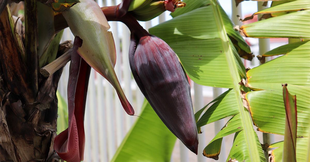 How Banana Flowers May Help Support Your Health Naturally
