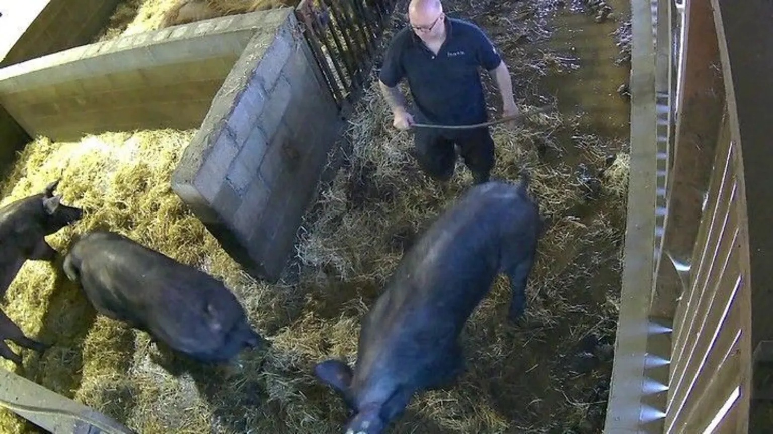 Pig abuser sentenced after being caught on camera