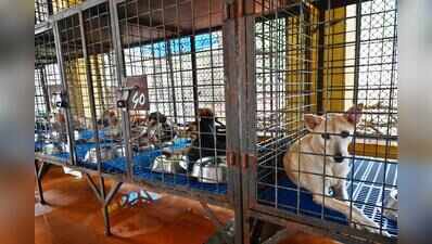 Vandithadam stray dog hospital construction to begin within two months