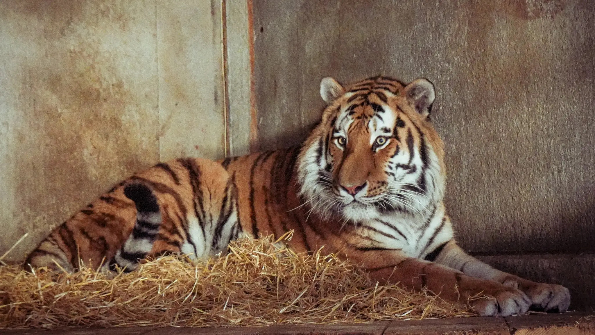 Zoo expert raises ‘important question’ about Yorkshire Wildlife Park after man ‘jumped into tiger enclosure’