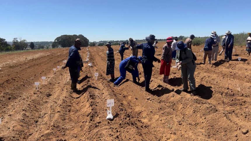 Potato Cultivar Trial in Ermelo Helps Farmers Improve Production Under Irrigated and Rain-Fed Conditions