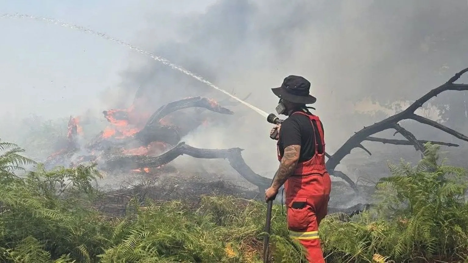 New Forest wildfire cost estimated at £600,000