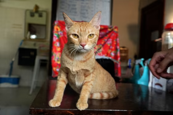 Vietnamese police arrest 12 suspected of prowling city streets at night, snatching cats for meat