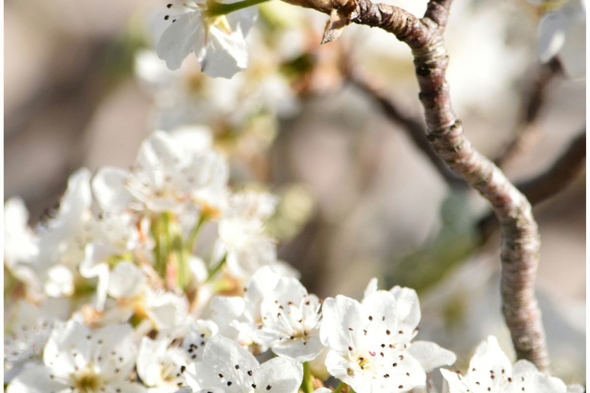 Pollen levels remain high in three South African cities this week