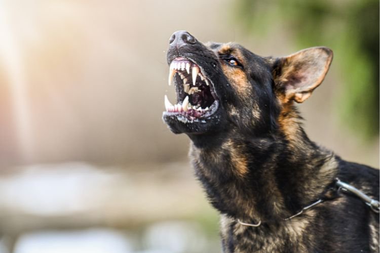 If A Dog Attacks You, Don’t Run Or Scream: Do These 5 Things To Protect Yourself