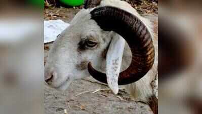 Sheep horns to car bumpers: Researchers explore new composite