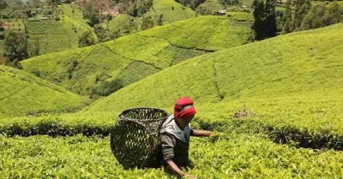 Meru Tea Farmers Lose Millions as Lawyers Accuse Government of Delaying Fertiliser Subsidy
