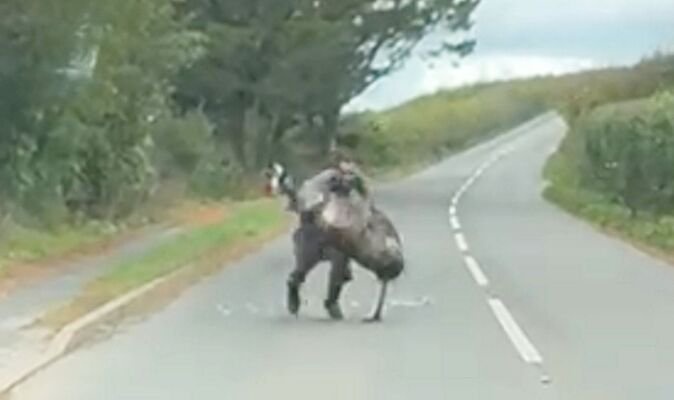 Outlandish moment man wrestles emu in middle of UK road before bird headbutts him