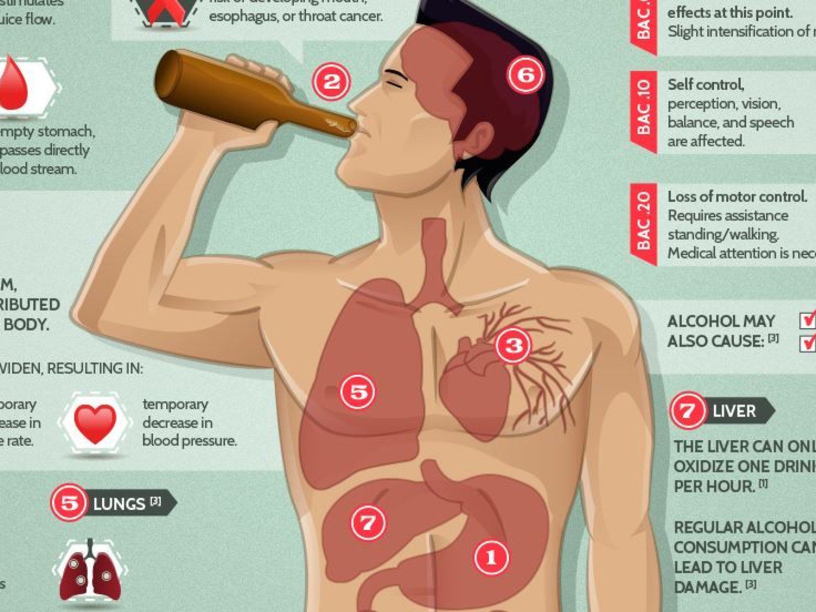 Inside Your Body: The Hidden Effects of Alcohol