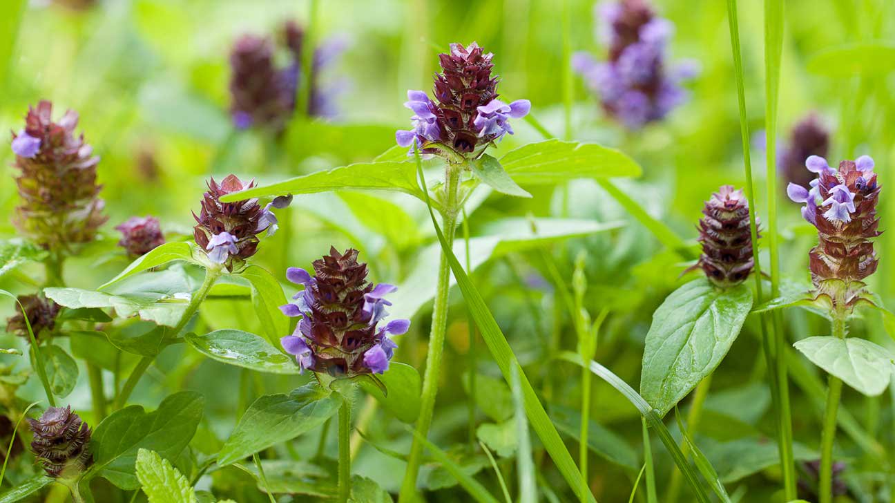 This Medicinal Plant Is Gaining Attention for Its Potential Health Benefits