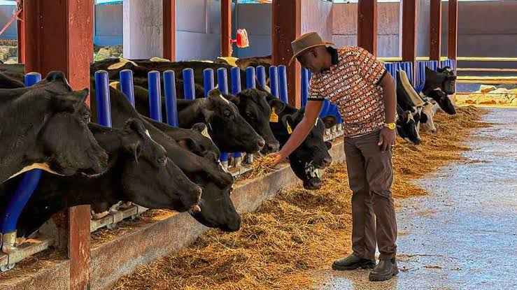 Ruto Finishes Mazingira Day In Style as He Makes Impromptu Visit to Kollel Dairy Farm in Western