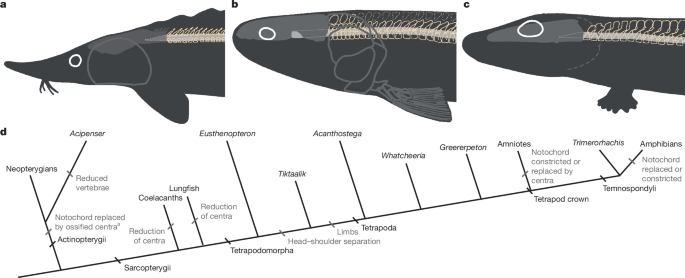 Early tetrapod neck mobility modelled using an extant analogue