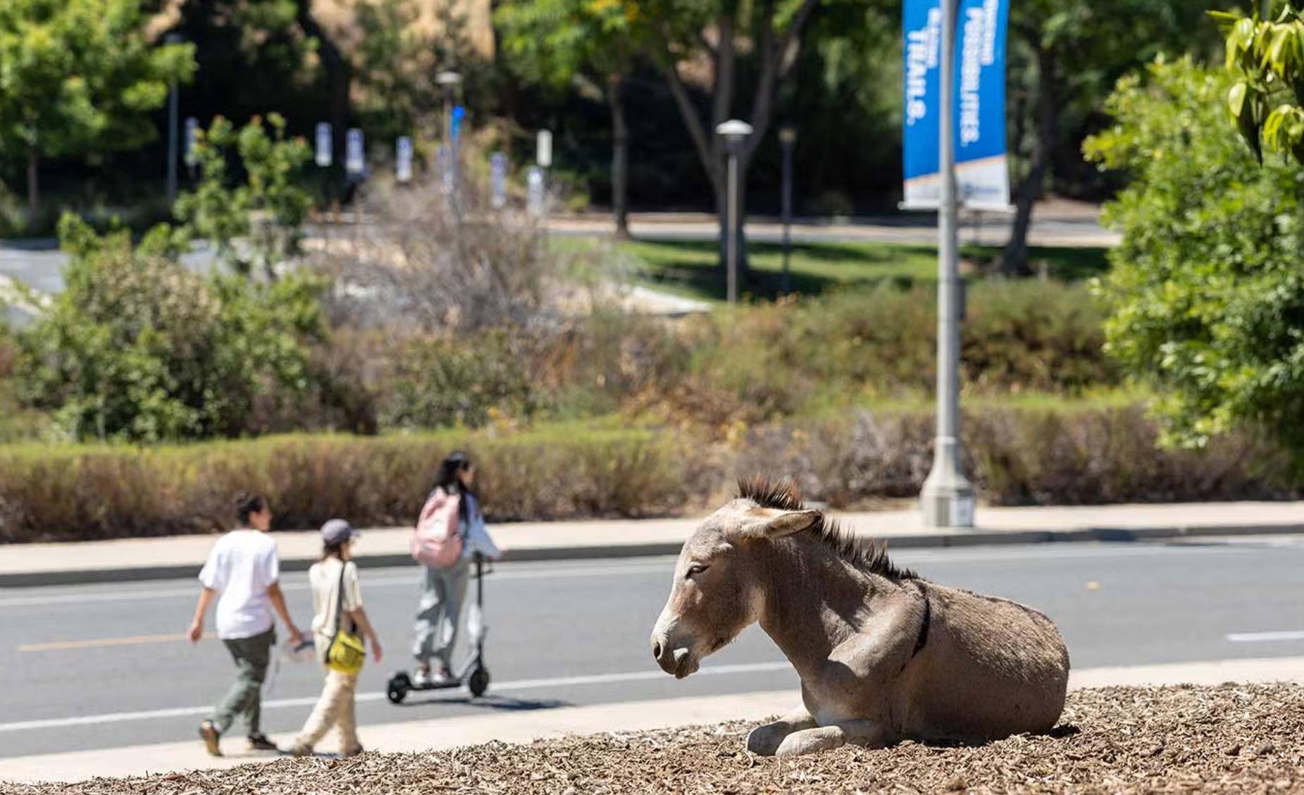 Wild donkeys take over Califronia UC campus as university issues warning to students