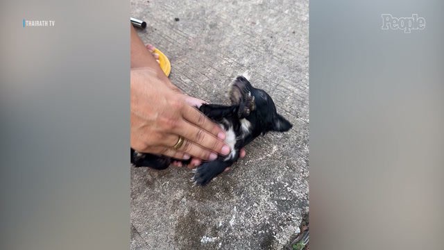 Drowning Puppy Saved from Lake and Brought Back to Life by Fisherman Using CPR in Remarkable Video