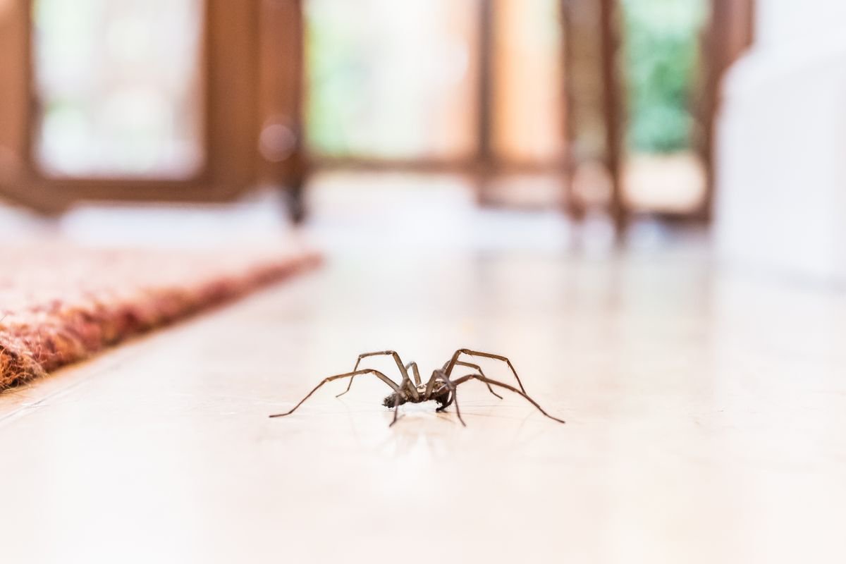 Two things every UK household should do in October as giant 10cm spiders invade homes