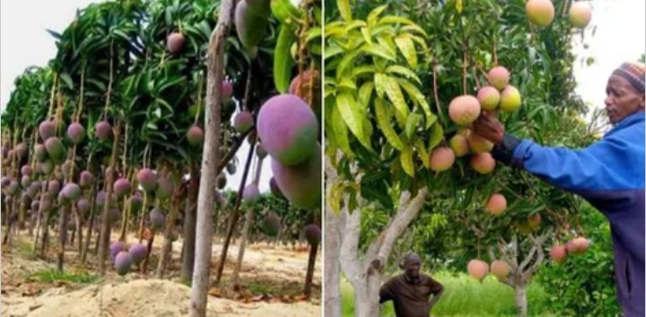 Urgent Notice From State House to Avocado and Mango Farmers, Details
