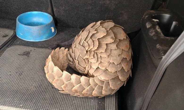 Hawks Nelspruit arrest five for alleged illegal pangolin trade in White River