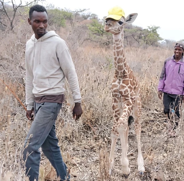 Video of Masaai herders guarding a motherless giraffe calf warms millions worldwide