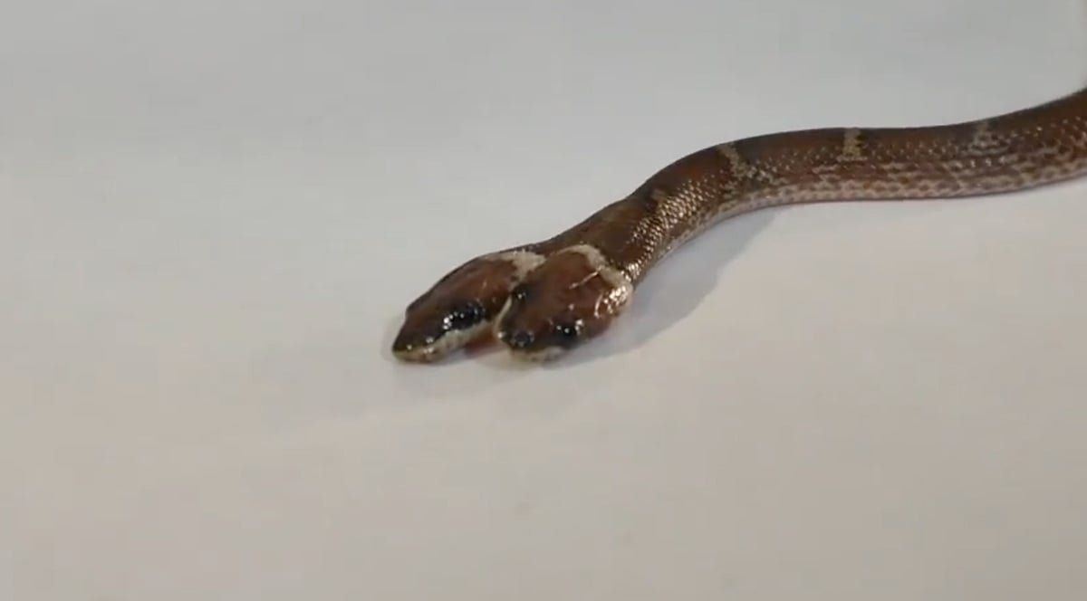 Two-headed wolf snake hatchling rescued in Gujarat, first such case reported in state