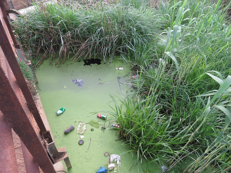 Residents thought a snake was crying from the river until a woman moved closer