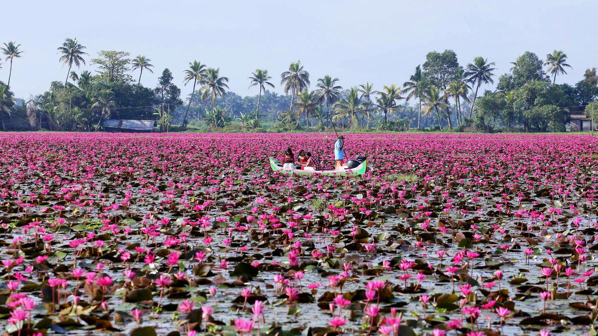 Pretty in pink, but Malarikkal’s lilies worry ecologists