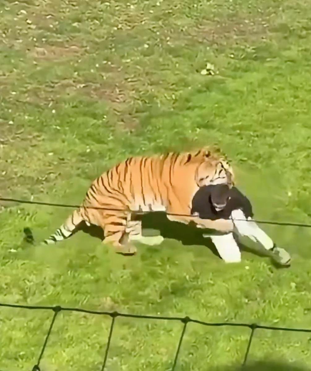 Man mauled to death after entering tiger enclosure at zoo