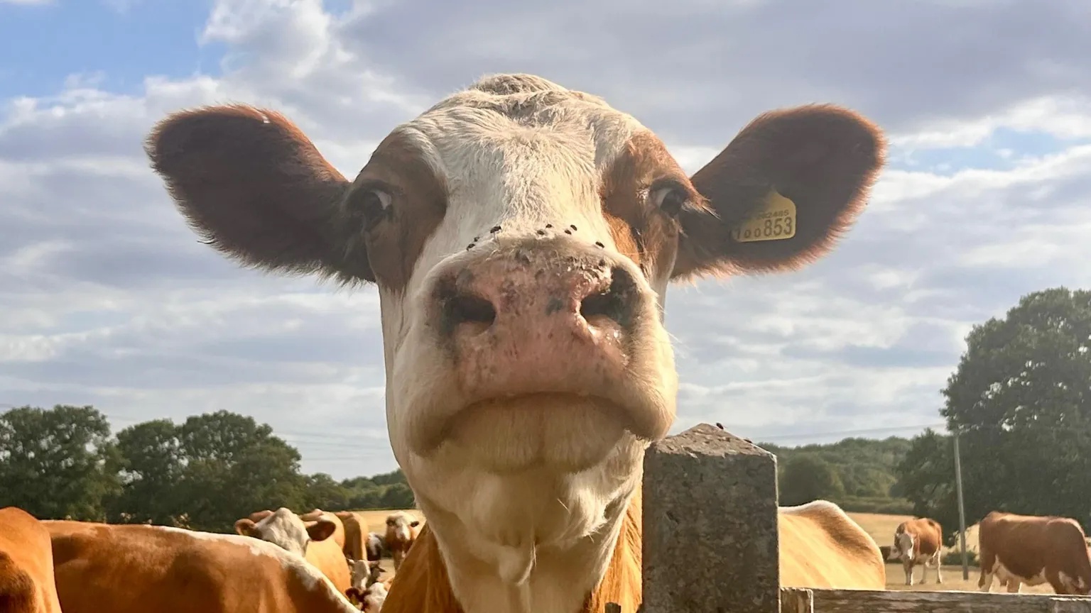Your photos: Curious cows, striking sunsets and autumn fungi