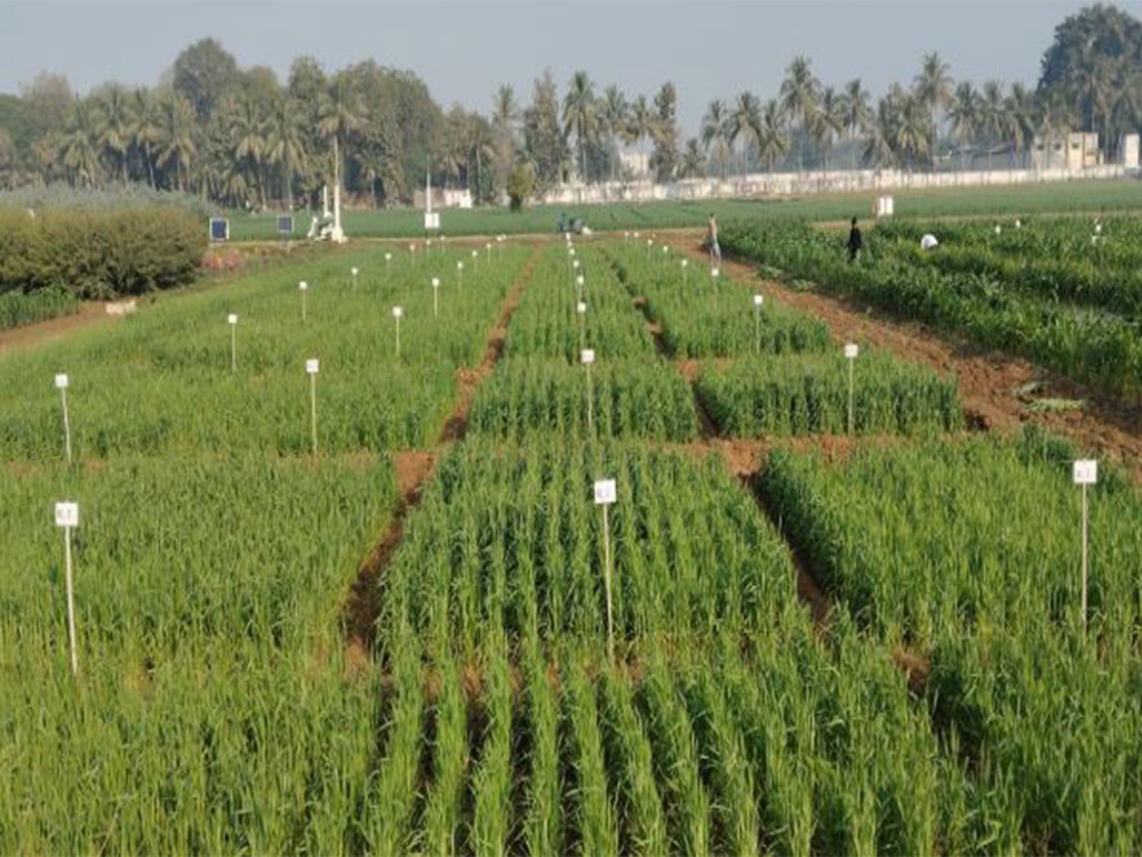 Gujarat State Biotechnology Mission, AAU to sign MoU to establish biomanufacturing facilities for biofertilizers