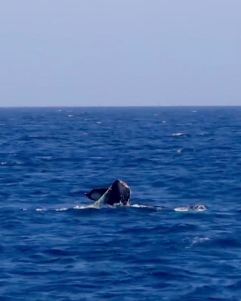 Officials sound alarm for SoCal whale spotted tangled in fishing equipment