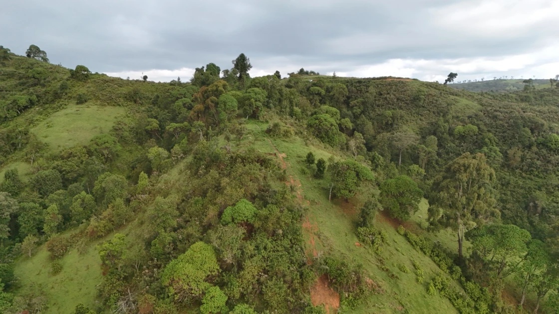 KFS responds to deforestation concerns, outlines safeguards on public forest harvesting