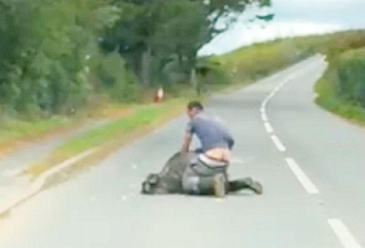 Man and escaped emu wrestle in road before bird headbutts him and runs away