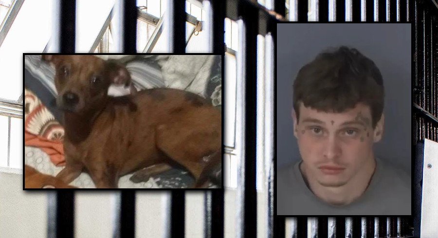 He Claimed Her Pet Died Naturally, But Cell Phone Videos Exposed Florida Man’s Deadly Dog Torture