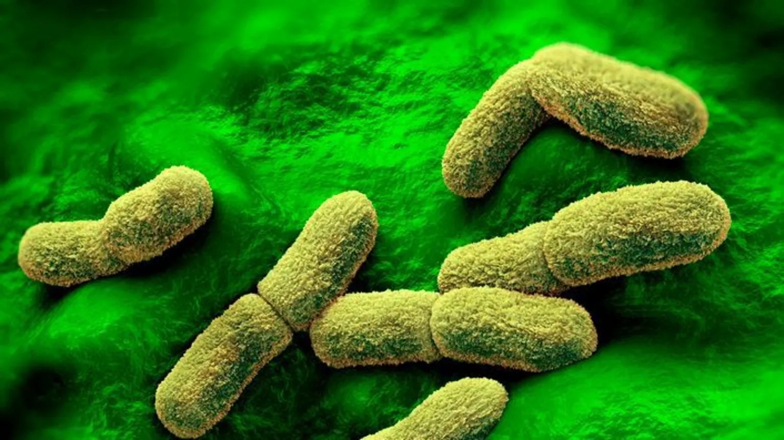 US ‘watching closely’ after plague researcher dies in Russia, Rubio says