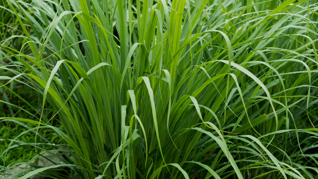 Surprising Health Benefits of Lemon Grass You’ve Never Heard Of”