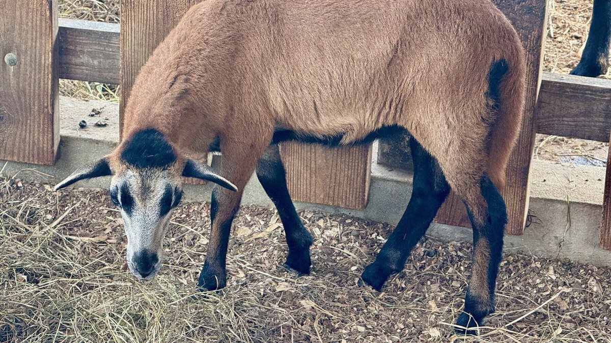 Goat Farming in Nigeria: Breeds, Housing and Health