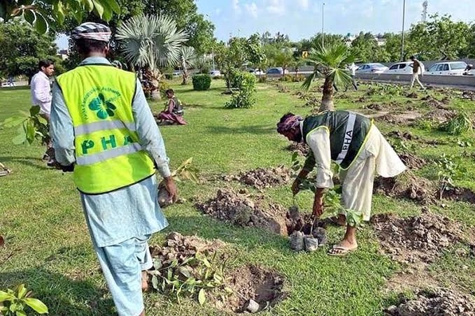 Punjab shifts to city-specific plantation drive, prioritises indigenous species