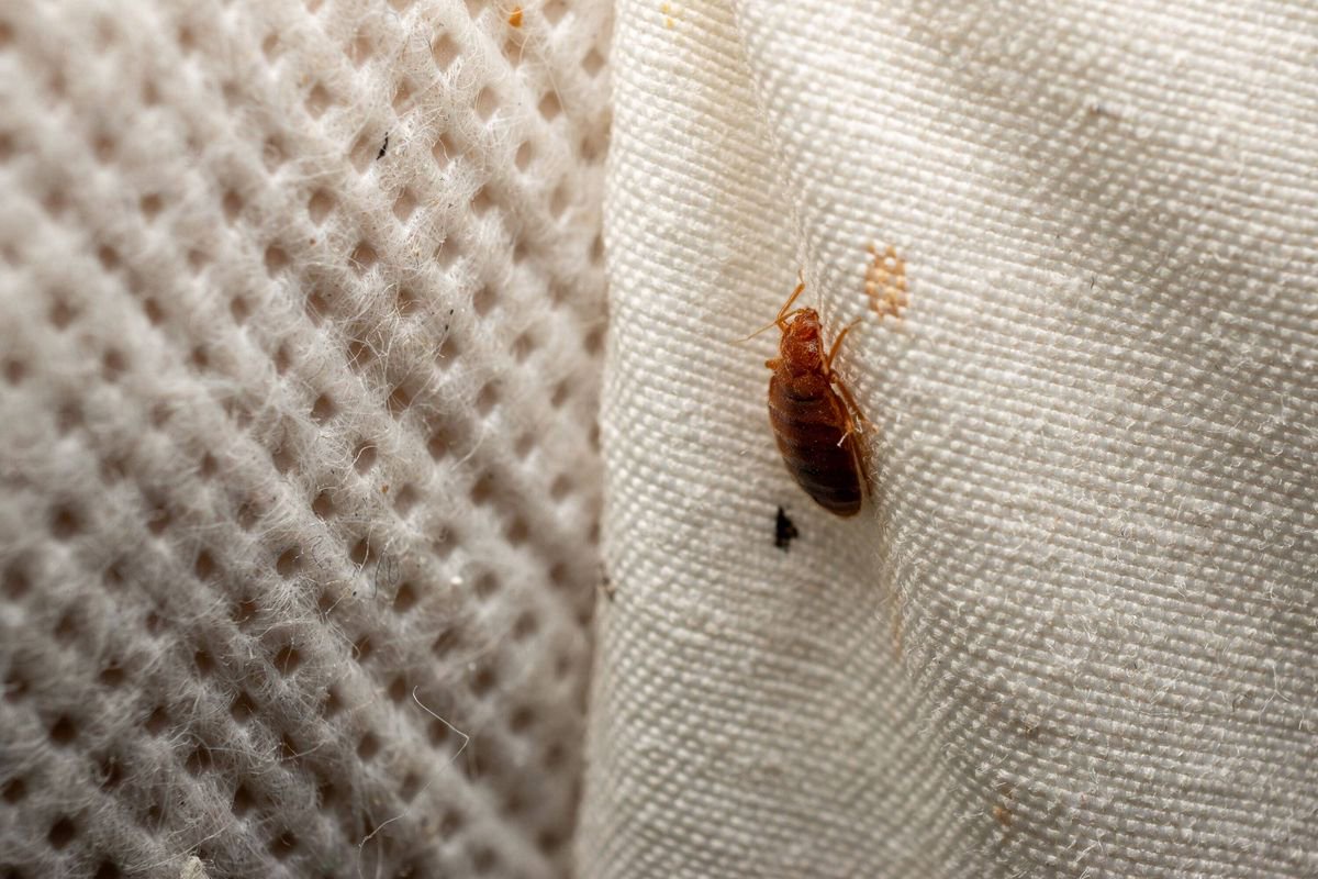 Trains cancelled over bedbug infestation as driver ‘refuses to board without hazmat suit’