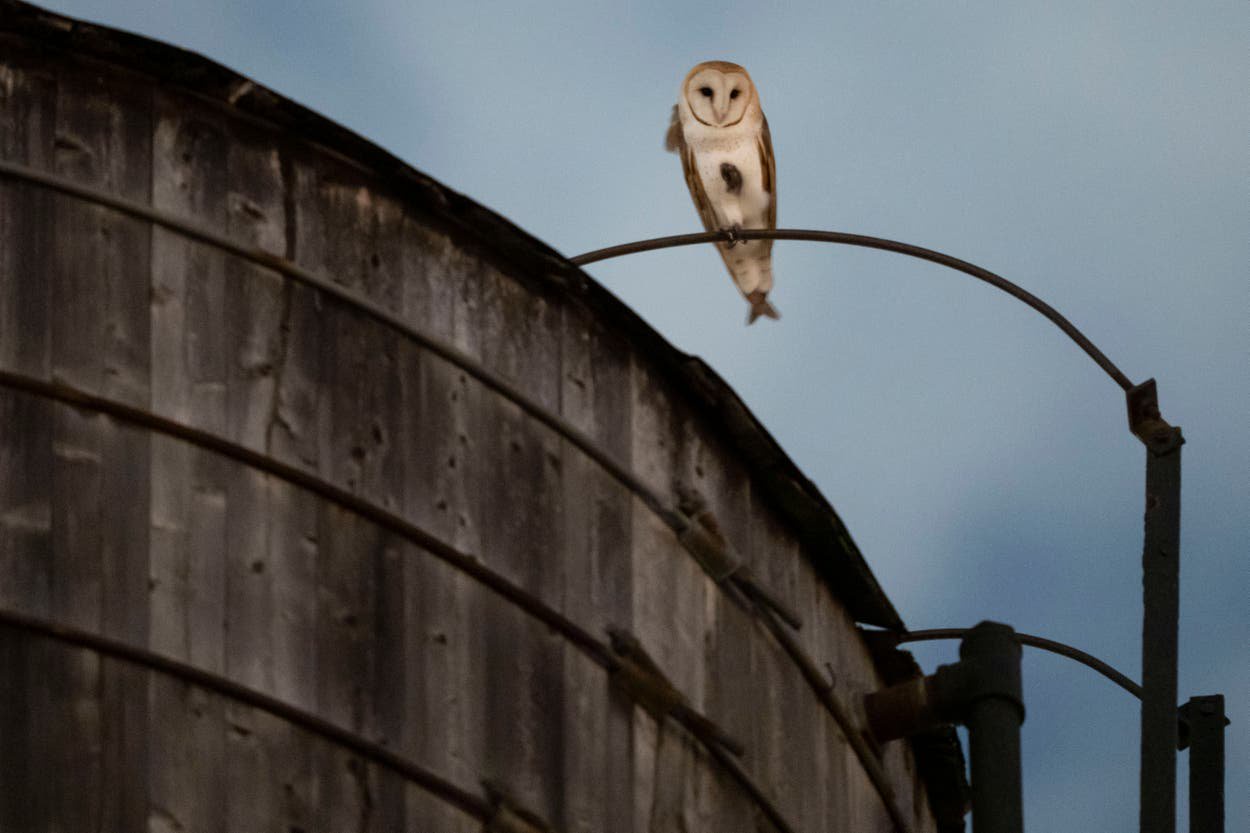 Extremely rare barn owl sighting draws crowds to New York’s Upper West Side