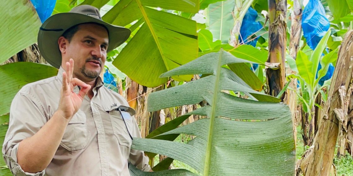 Costa Rica’s banana battle offers critical field lessons for SA