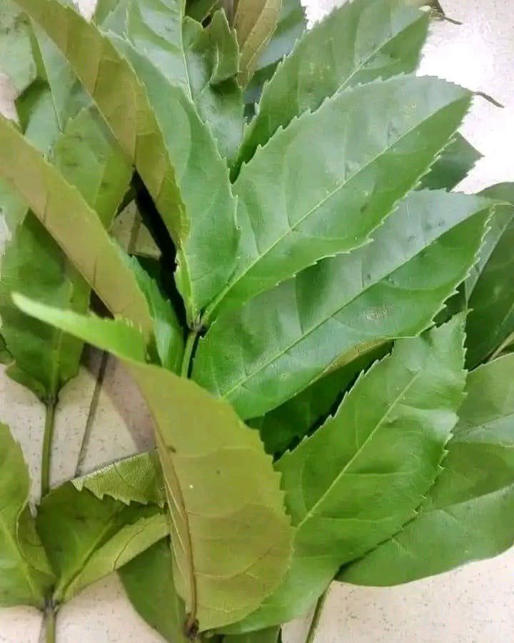 Health benefits of dongoyaro leaves