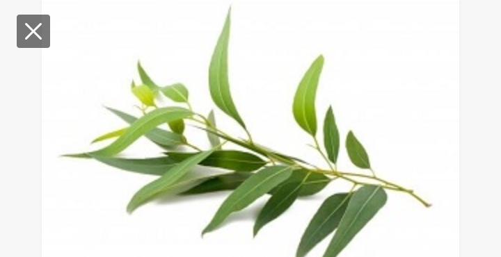 Health Benefits Of Eucalyptus Leaves You Never Knew