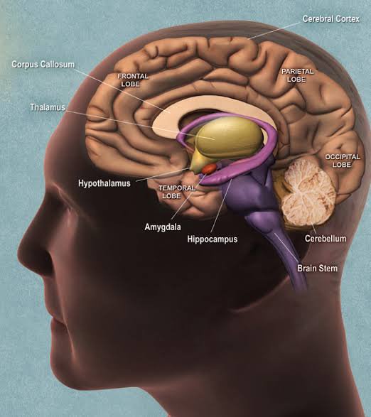 You Are Slowly Killing Your Brain If You Keep Doing These 5 Things