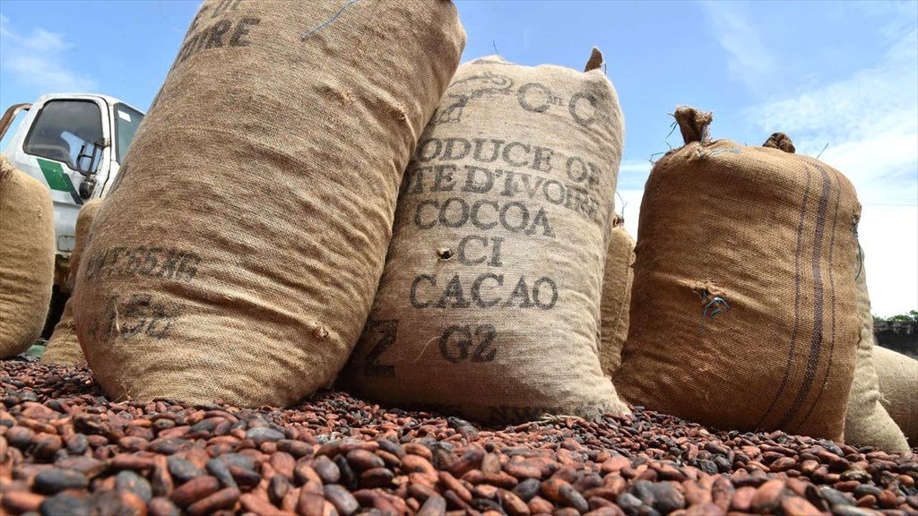 Côte d’Ivoire : La récolte principale de cacao pourrait baisser de 17 % en 2026/27